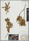 Foto von Salix alba L. x Salix pentandra L.